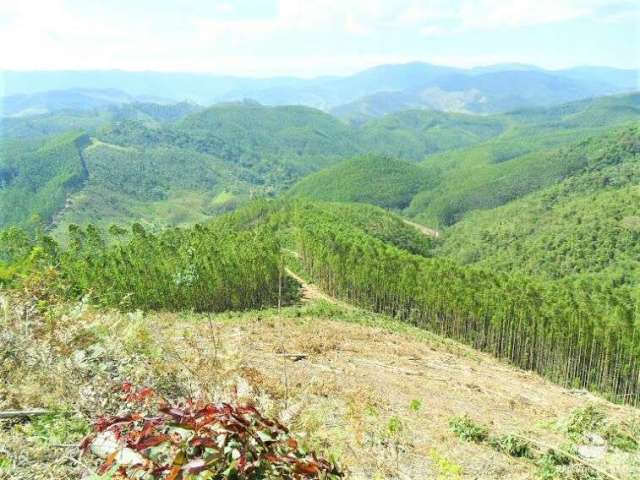 Fazenda de eucalipto