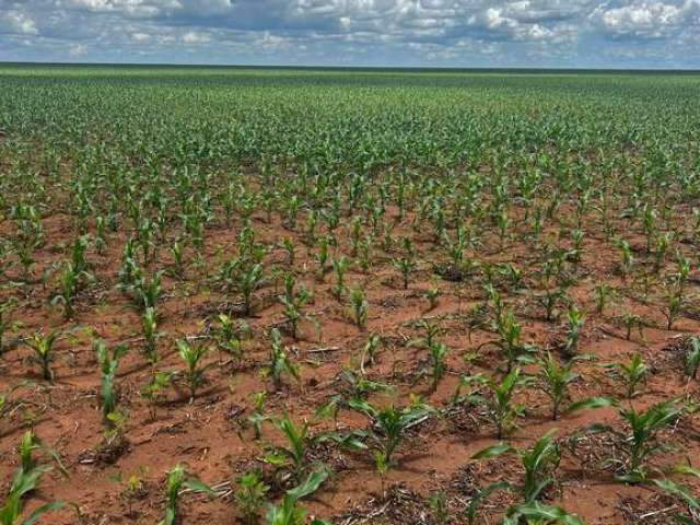 Fazenda excelente com ótima estrutura em canarana/mt