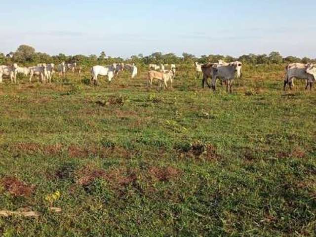 Fazenda imperdível em são félix do araguaia/mt