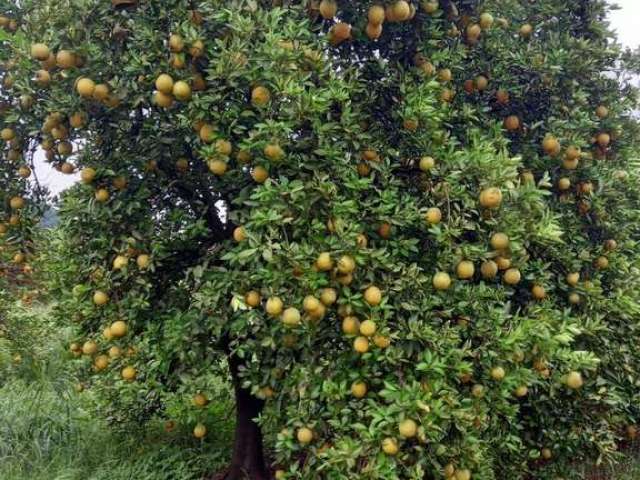 Fazenda de laranjas em campina verde/mg