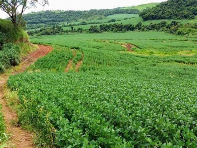 Fazenda à venda, Área Rural de Apucarana, Apucarana, PR