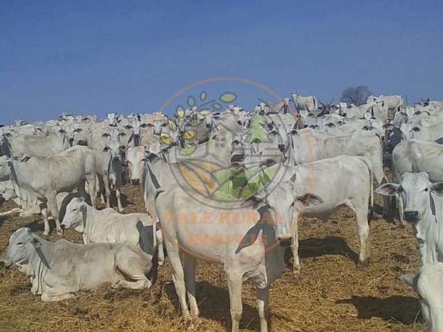 Maravilhosa fazenda no norte de minas para pecuária com mais de 1.000 cabeças de gado! fa00075