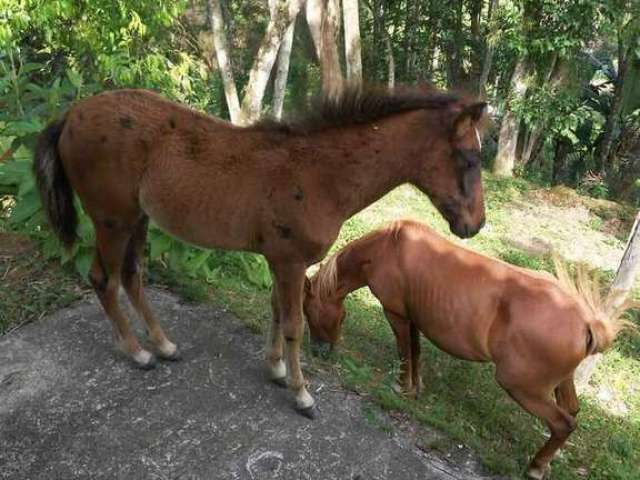 Sítio para Venda em Jacareí, Parateí do Meio, 3 dormitórios, 1 suíte, 2 banheiros, 4 vagas