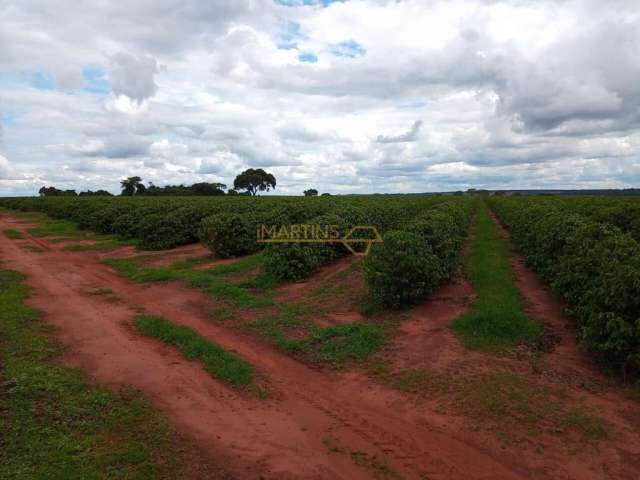 Fazenda café Araguari