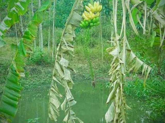 Sítio para Venda em Tanguá, Ipitangas, 1 dormitório, 1 banheiro