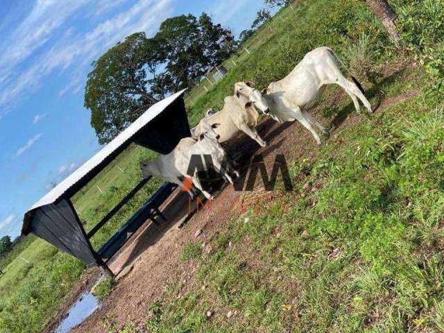 Fazenda à venda, 25180584 m² por R$ 30.000.000,00 - Zona Rural - Conceição do Tocantins/TO