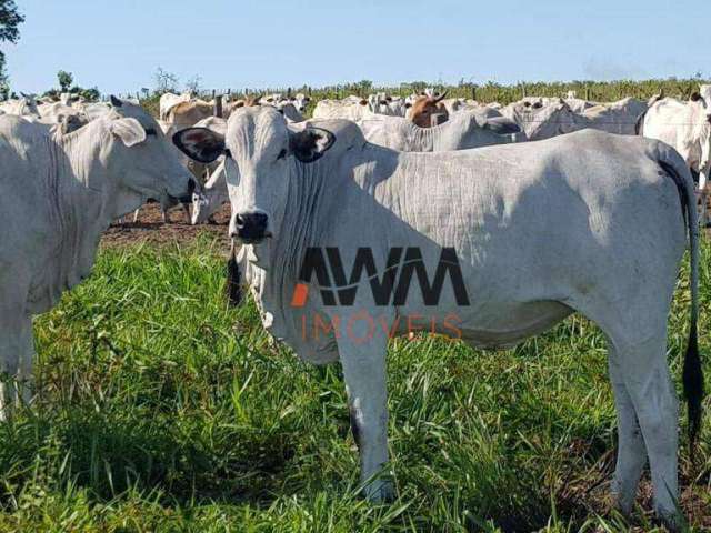 Fazenda à venda, 31500000 m² por R$ 60.000.000,00 - Fazenda - Paranatinga/MT