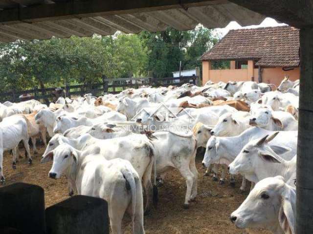 Fazenda- Araruama, São Miguel