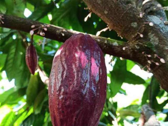 Oportunidade venda de Fazenda de cacau no sul da Bahia, próxima às deslumbrantes Praias.