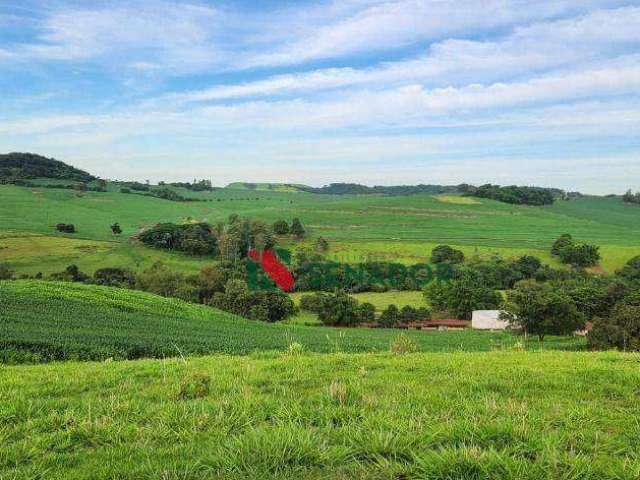 Fazenda à venda, 171 Alq-SP por R$ 43.000.000 - Jataizinho - Jataizinho/PR