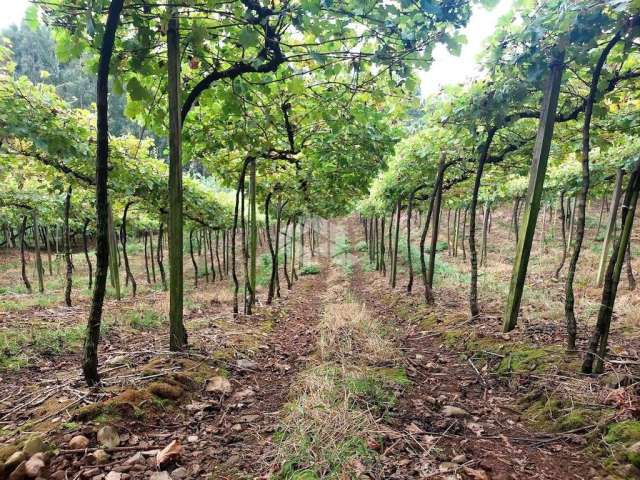 Área Rural no Vale dos Vinhedos