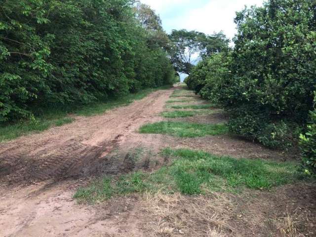 Fazenda à venda na Área Rural, Área Rural de Avaré, Avaré por R$ 112.000.000