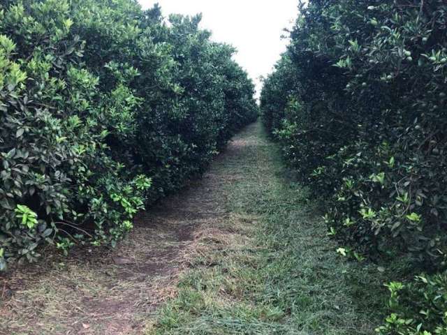 Fazenda à venda na Área Rural, Área Rural de Avaré, Avaré por R$ 70.000.000