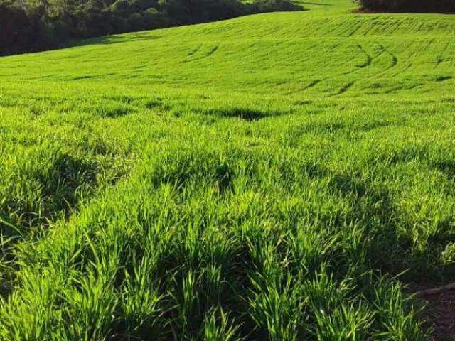 Fazenda a venda em guaraniaçu