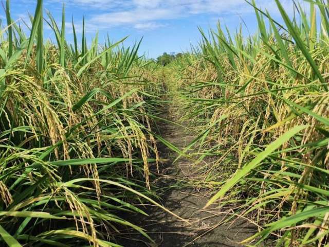 Grande propriedade, fazenda a venda no Tocantins