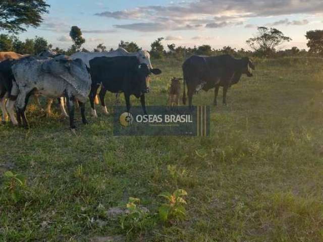 Fazenda em Belmonte - Belmonte, BA