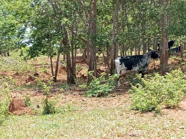 Belíssima fazenda em Curvelo próprio para leite