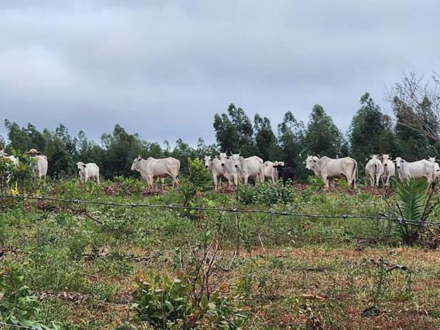 918 P.039 Fazenda em Buritizeiro/ MG pecuária e eucalipto