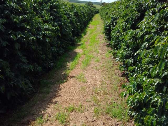 Fazenda produtora de café em Varginha sul de Minas gerais