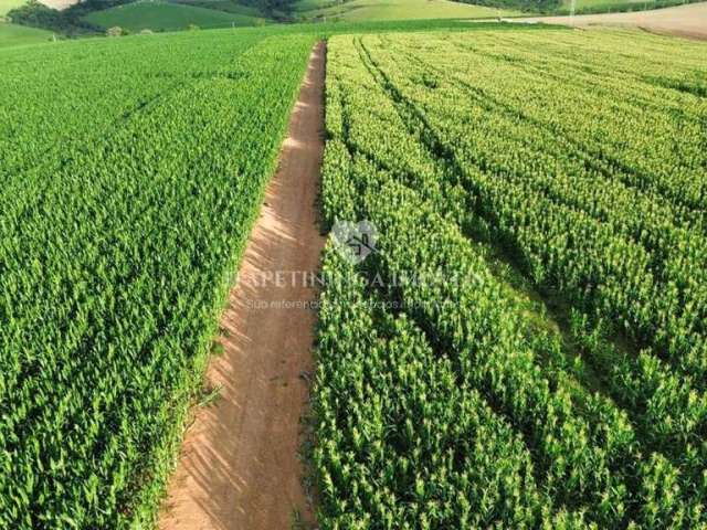 Fazenda 80 alq. (200 hectares) região de itapetininga/sp.