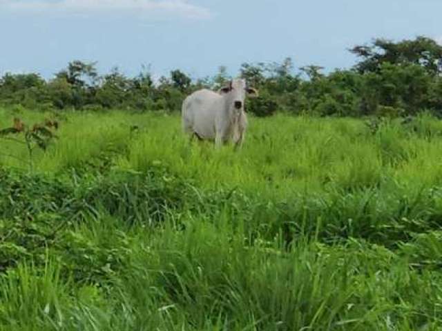 Fazenda para Venda em Peixe, TOCANTINS