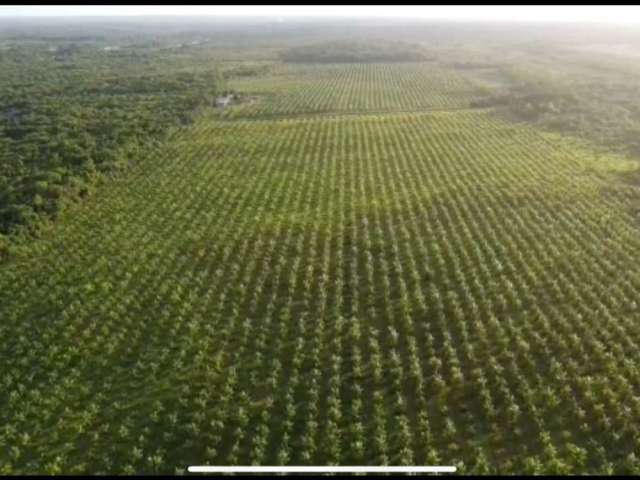 Venda! área rural com plantação de açai - são joão da ponta-pa