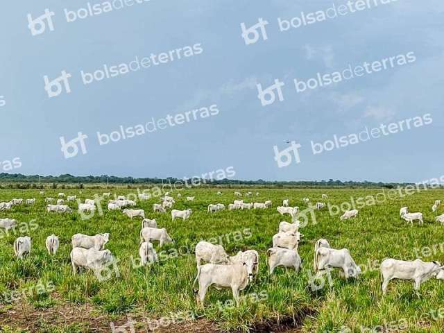 Fazenda à venda na Peter James Richardson, Centro, Miranda por R$ 160.000.000