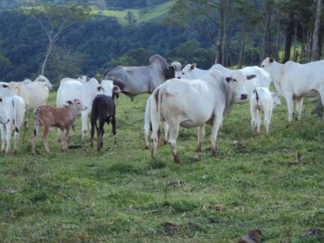 Fazenda à venda no Centro, Manoel Ribas , 500 m2 por R$ 7.990.000