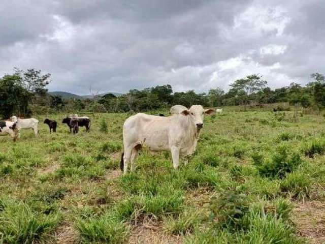 Fazenda 49 Hectares Planaltina de Goiás próximo à São Gabriel !!! 900.000 !!!