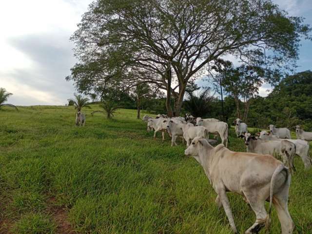 Fazenda de 50 alqueires a 2 km de São sebastião de Paraiso