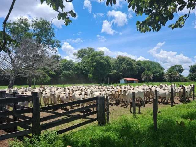 Fazenda em Cocalinho