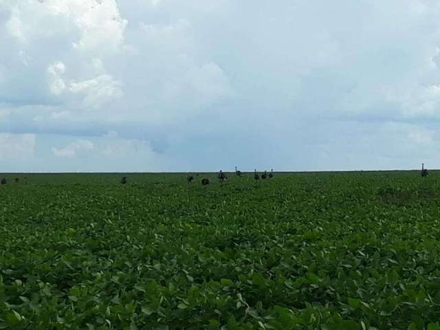 Fazenda em Goiânia