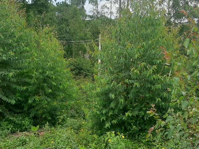 Terreno à venda na Estrada do Rancho Maringá, 9274, Portão, Atibaia, 500 m2 por R$ 60.000