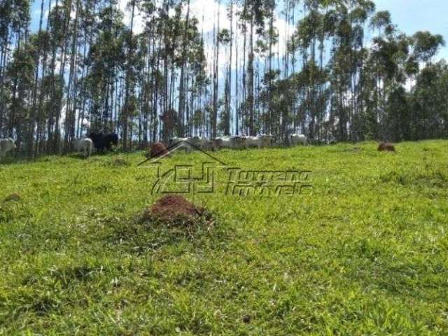 Sítio com plantação de eucaliptos em Jacareí - SP