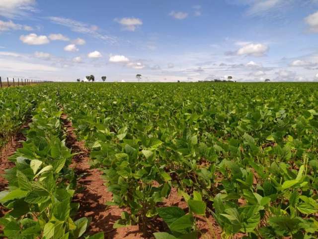 Fazenda Mato Grosso do Sul, com área total – 3.454 ha, planta 1.200 ha, à venda, Zona Rural, Sonora