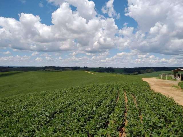 Fazenda Lapa, Planta 30 Alqueires -  42 alqueires ou 101,64 hectares,. Um talhão. à venda, Zona Rur