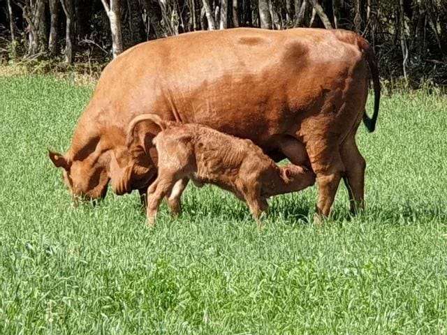 Lapa, Fazendinha ou Haras, 8 alqueires ou  19,36 hectares, casa sede, piscina, mina, gado,  à venda