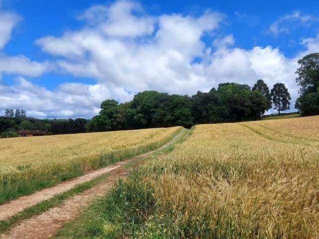 Balsa Nova, 89 há, ou 37 alqueires, Plantando 23 alqueires, Próximo Estrada Balsa Nova,  Zona Rural