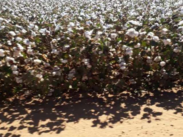 Fazenda para Venda em Novo São Joaquim, Rural