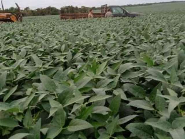 Fazenda para Venda em São José do Xingu, Área Rural