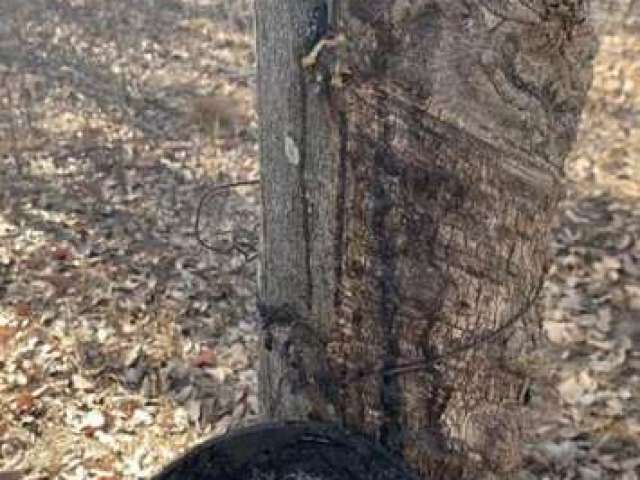 Fazenda para Venda em Cocalinho, Rural