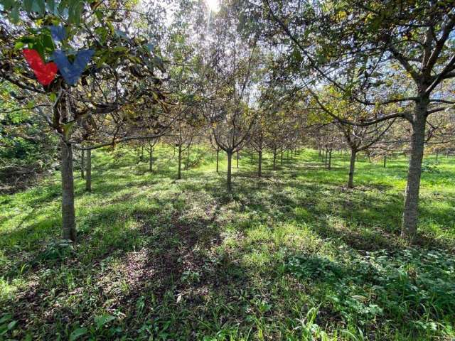 Chácara com 1 dormitório à venda, 47270 m² por R$ 486.560,00 - Zona Rural - Quitandinha/PR