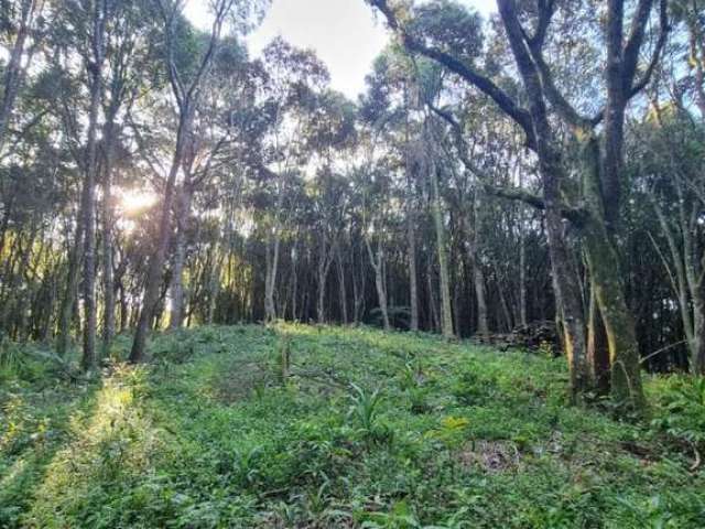 Chácara para Venda em Campo Largo, Colônia Balbino Cunha