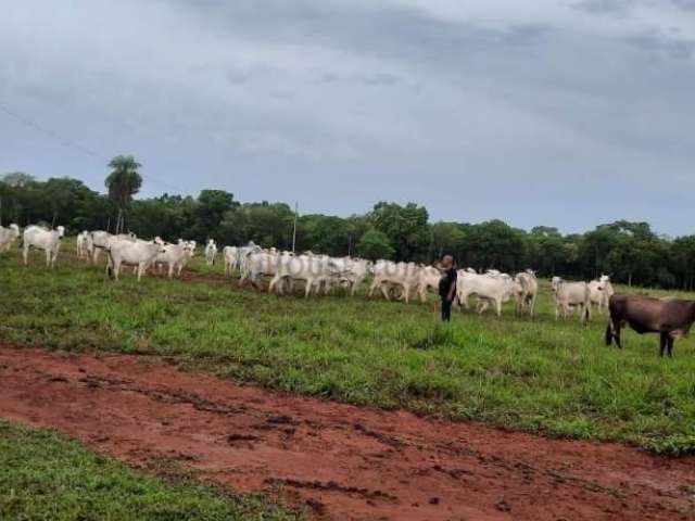 Fazenda de 150 hec. terra preta porteira fechada