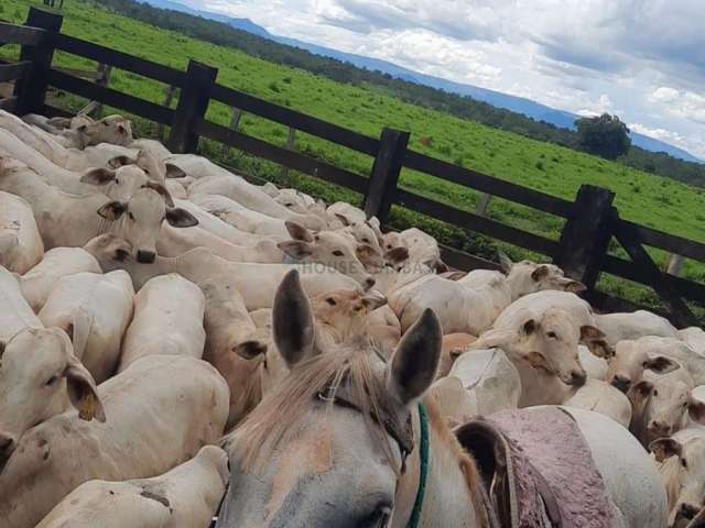 Fazenda de 150 hec. terra preta porteira fechada