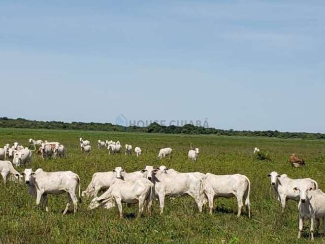 Fazenda a venda em  pocone - mt