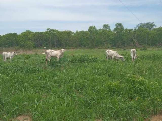 Sitio na região do barreiro vermelho na região da cidade de Rosário Oeste MT