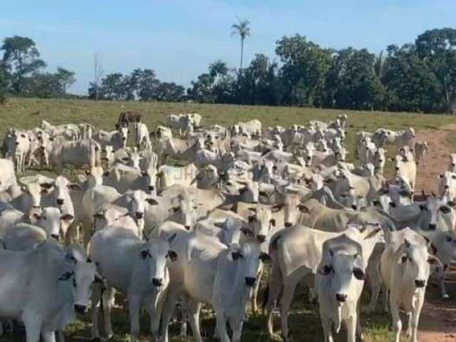 Fazenda a venda proximo de cuiaba saida p/ rondonopolis