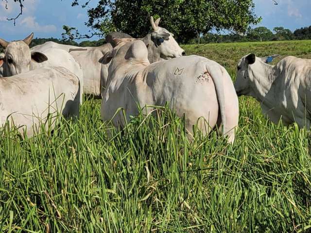 Fazenda  a venda  em santo antonio do leverger - mt