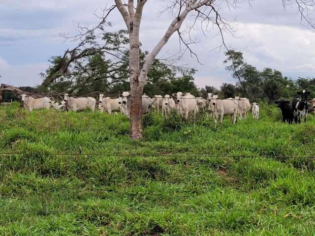 Fazendinda 50 Hectares - Região de Santo Antônio do Leverger (MT)